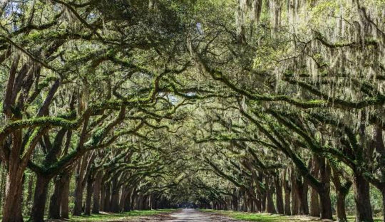 5Min To River Street, Dt - Spacious - Free Parking Savannah Exterior foto